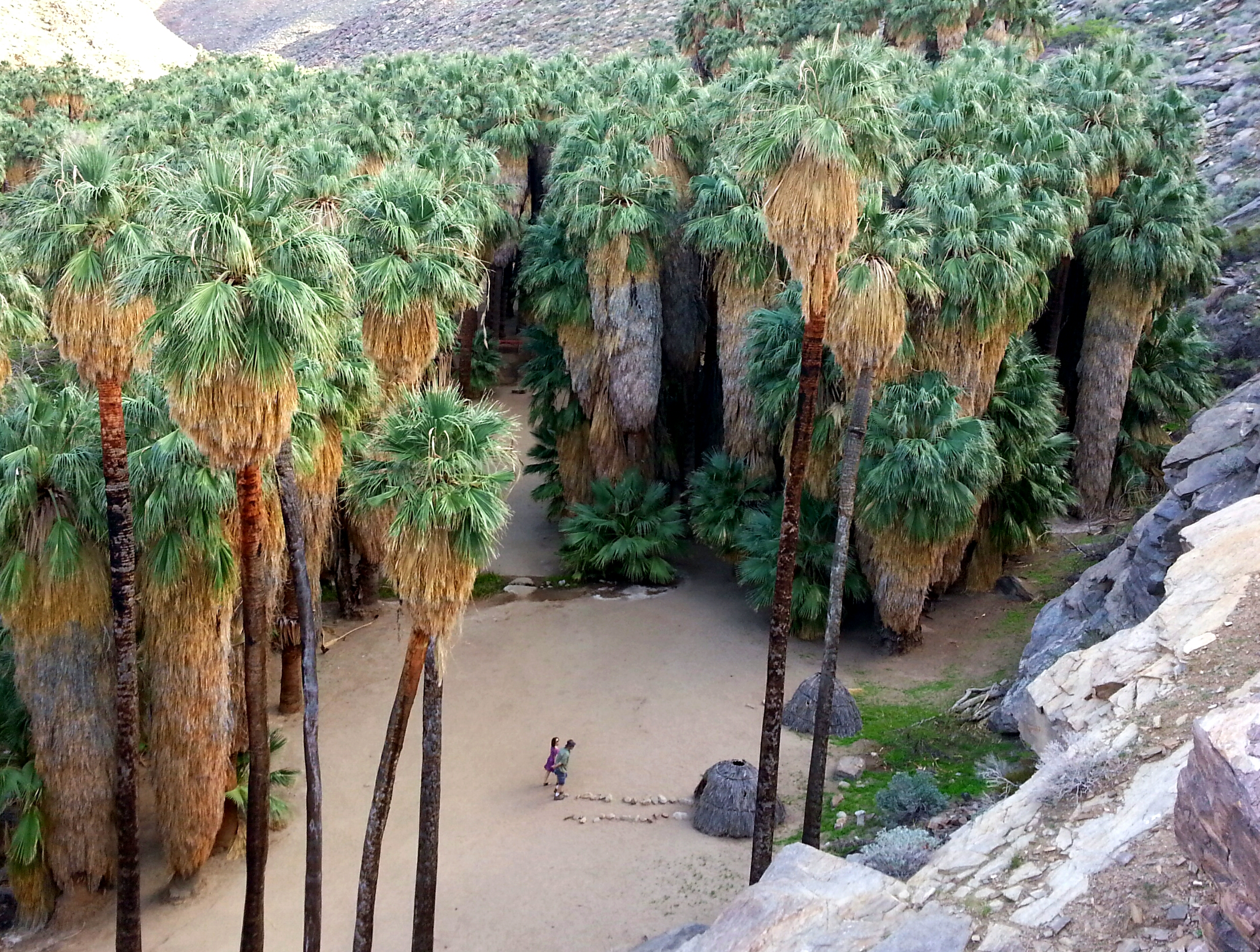 Palm Canyon