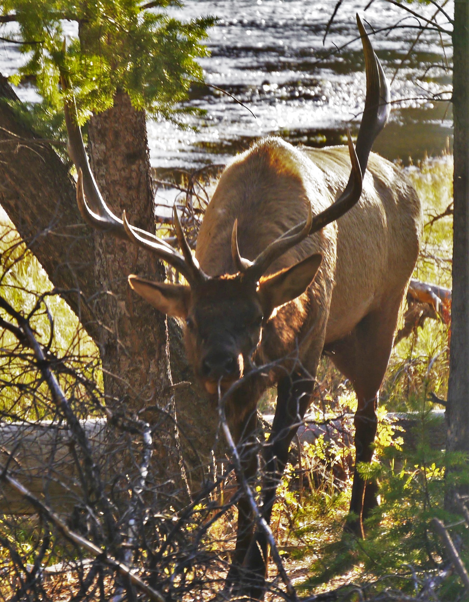 030-bull-elk-jealous-of-his-perogatives