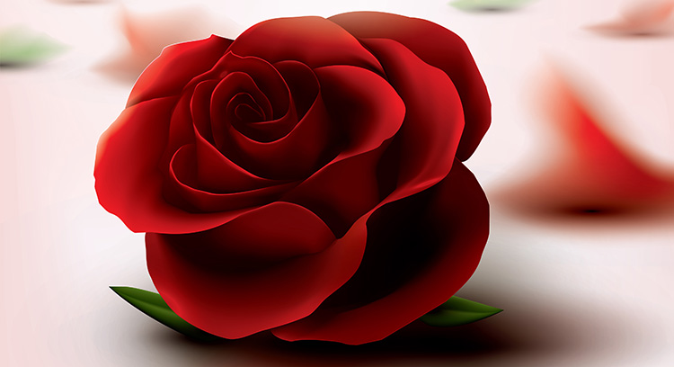red-rose-images