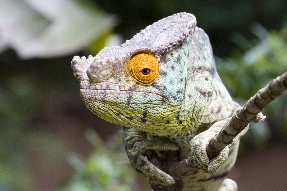 Chameleon01-2