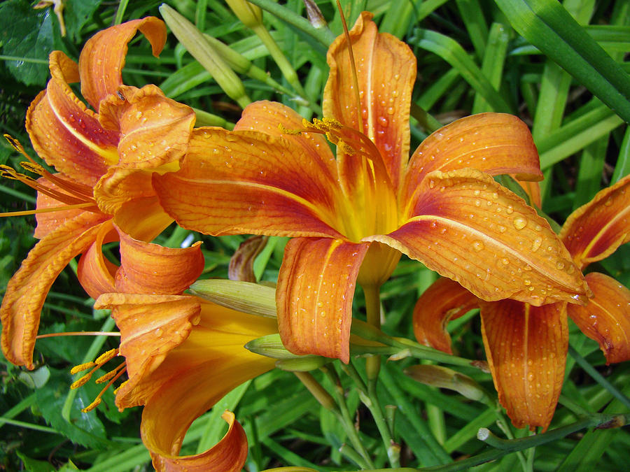 consider-the-lilies-of-the-field--hemerocallis-fulva-carol-senske