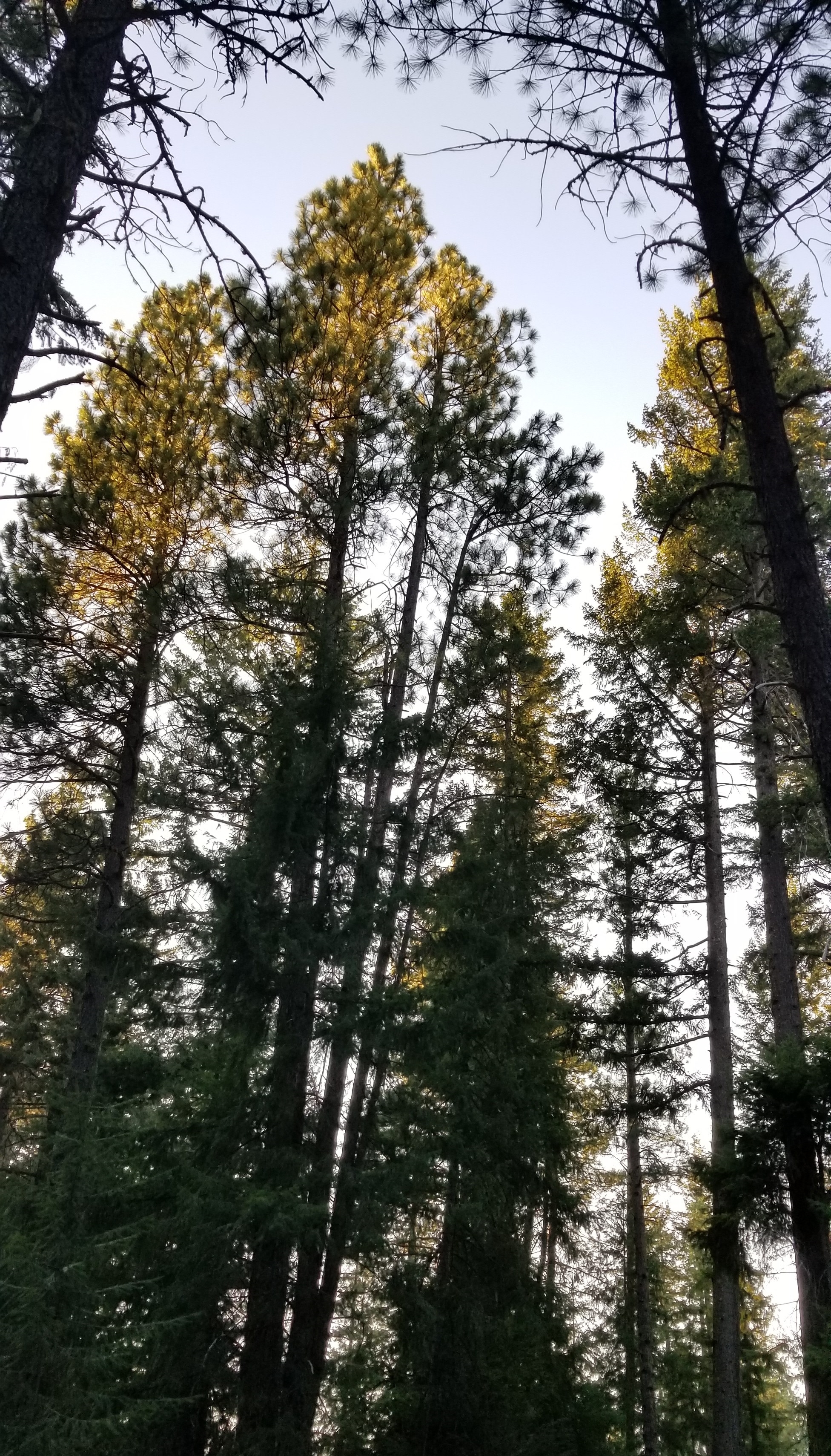 pine-forest-and-sky.jpg