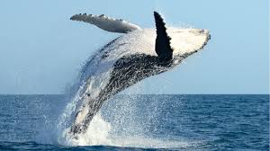 Whale Breeching.2