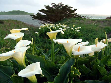 lily-of-the-field